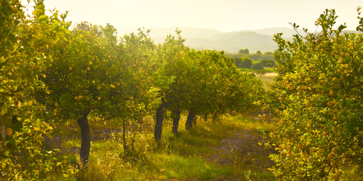 Lemon Orchard