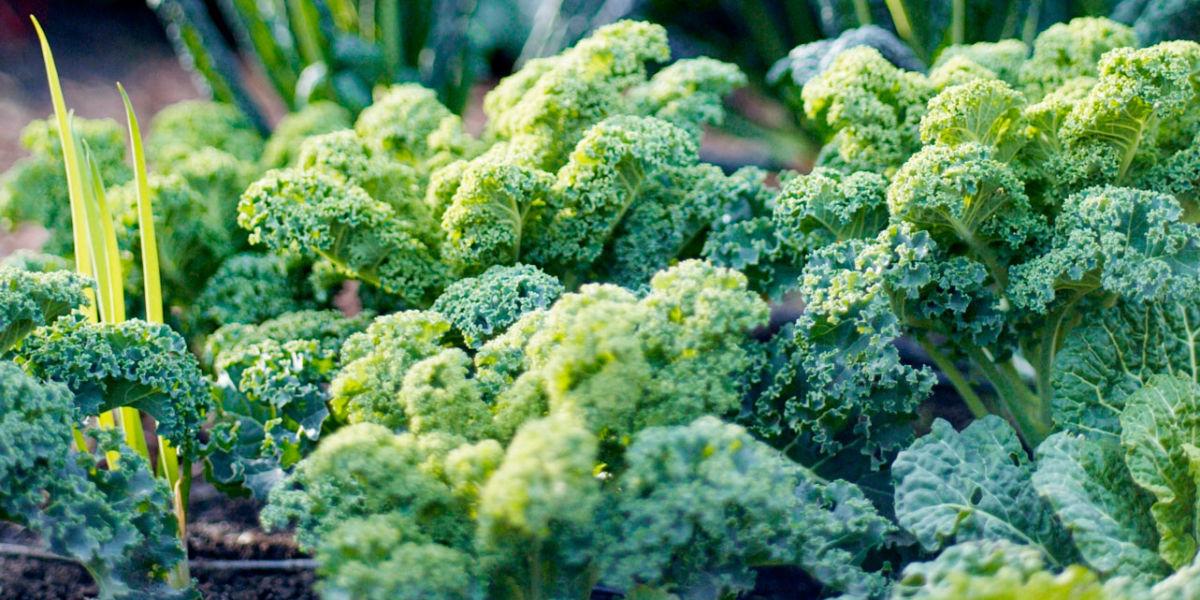 Have Too Much Kale? Cook This! - Sunset Magazine