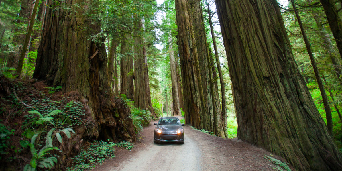 State Park: Jedediah Smith Redwoods (Crescent City, CA)