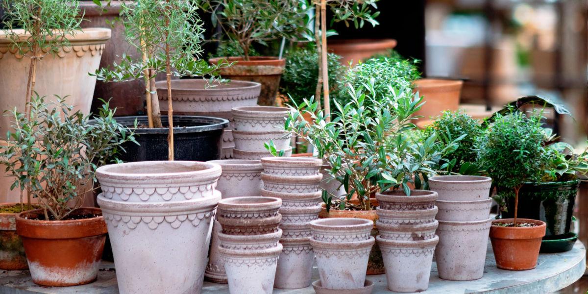 The Do's and Don'ts of Terracotta Plant Pots