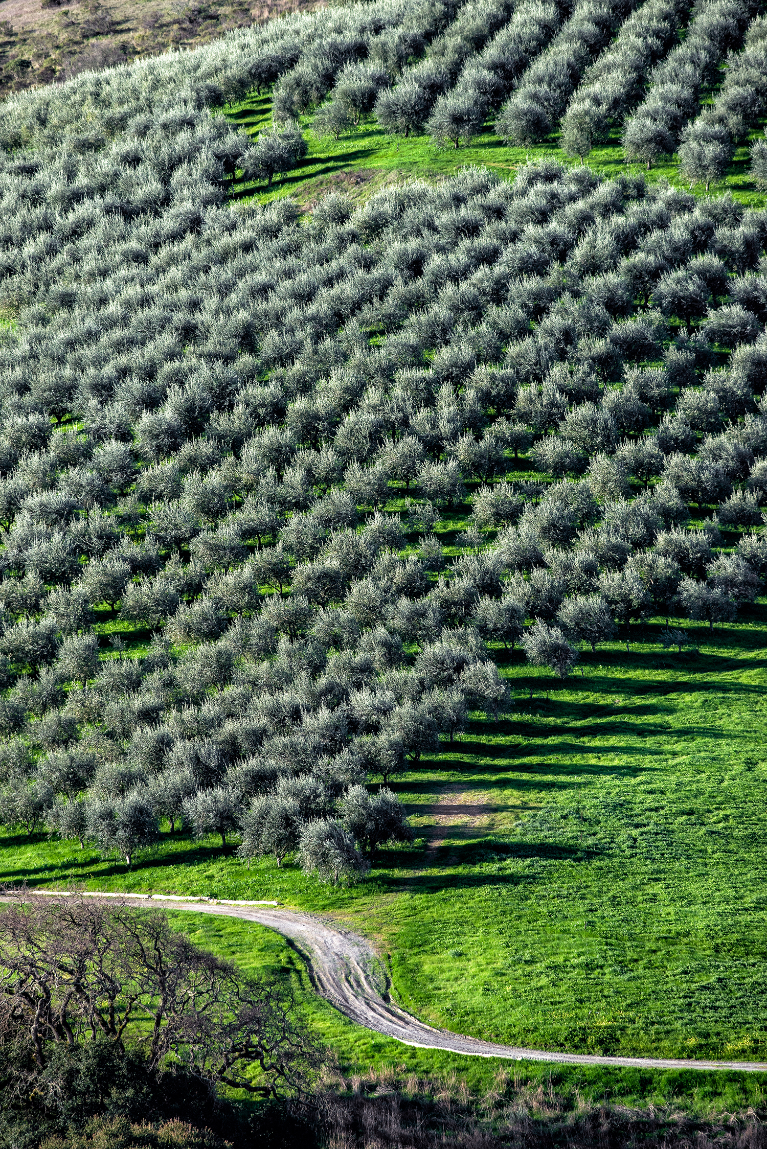 McEvoy Ranch Olive Trees