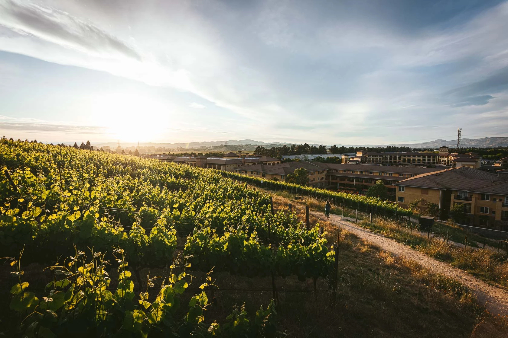 meritage - vineyard view.jpg