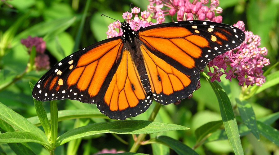 Good News, The Monarch Butterfly Population Is Growing in California