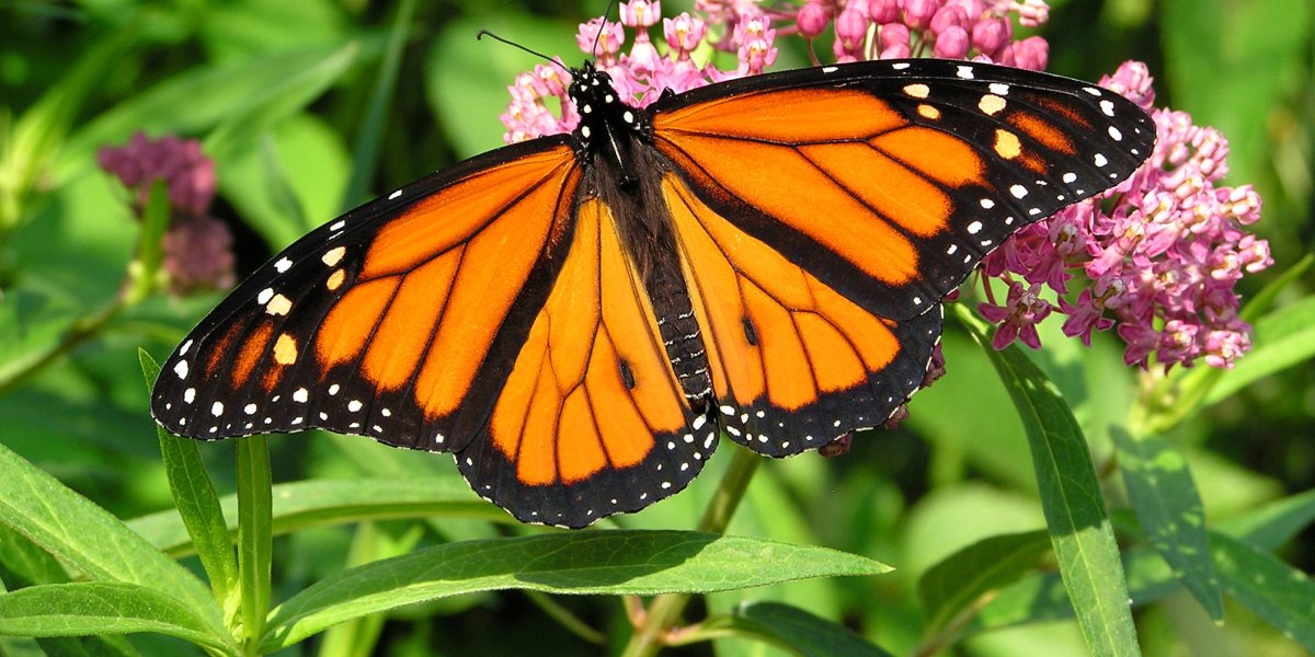 Monarch Butterfly on Flower