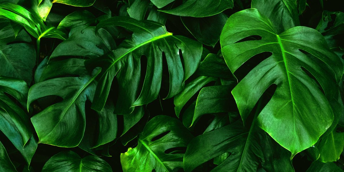 Monstera Deliciosa Houseplant