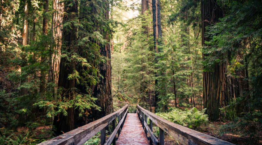 Hiking trail among the redwood giants in Montgomery Woods State Natural Reserve