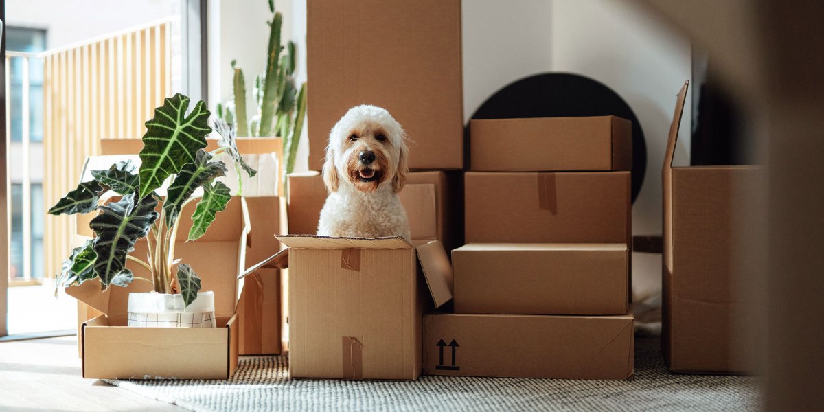 Moving Boxes Dog