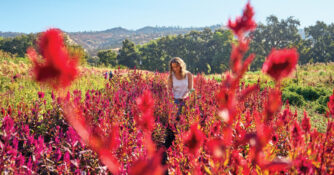 Muller Harvesting Flowers Full Belly Farm