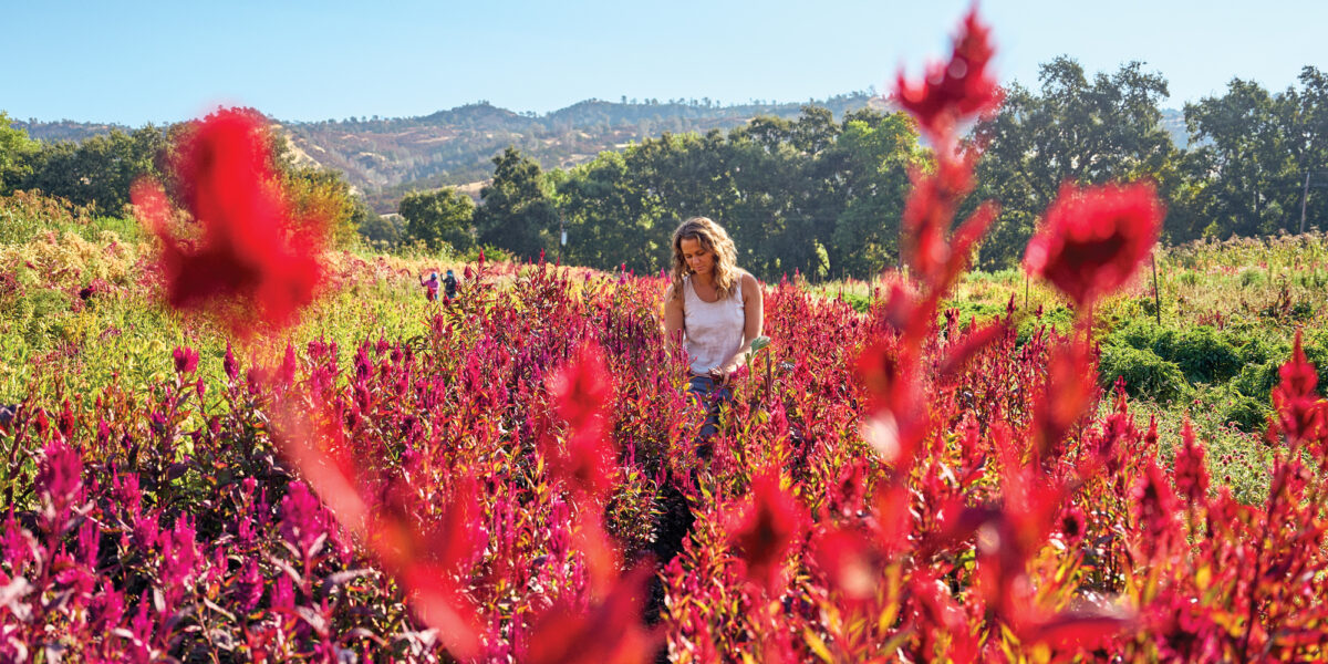 Muller Harvesting Flowers Full Belly Farm