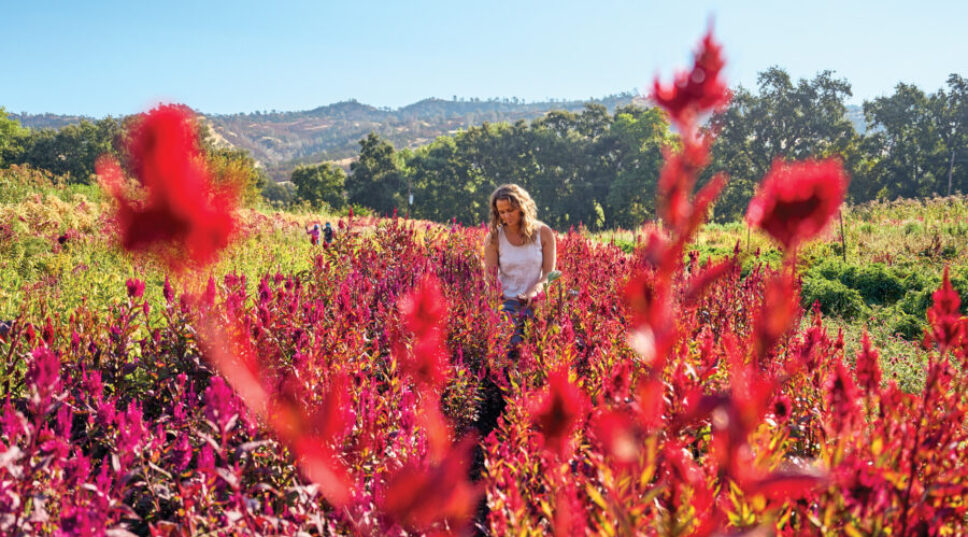 You've Never Seen Flowers as Beautiful as the Ones at This Epic Northern California Farm
