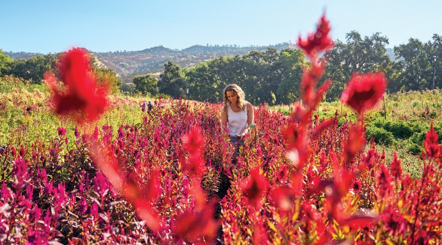 You've Never Seen Flowers as Beautiful as the Ones at This Epic Northern California Farm