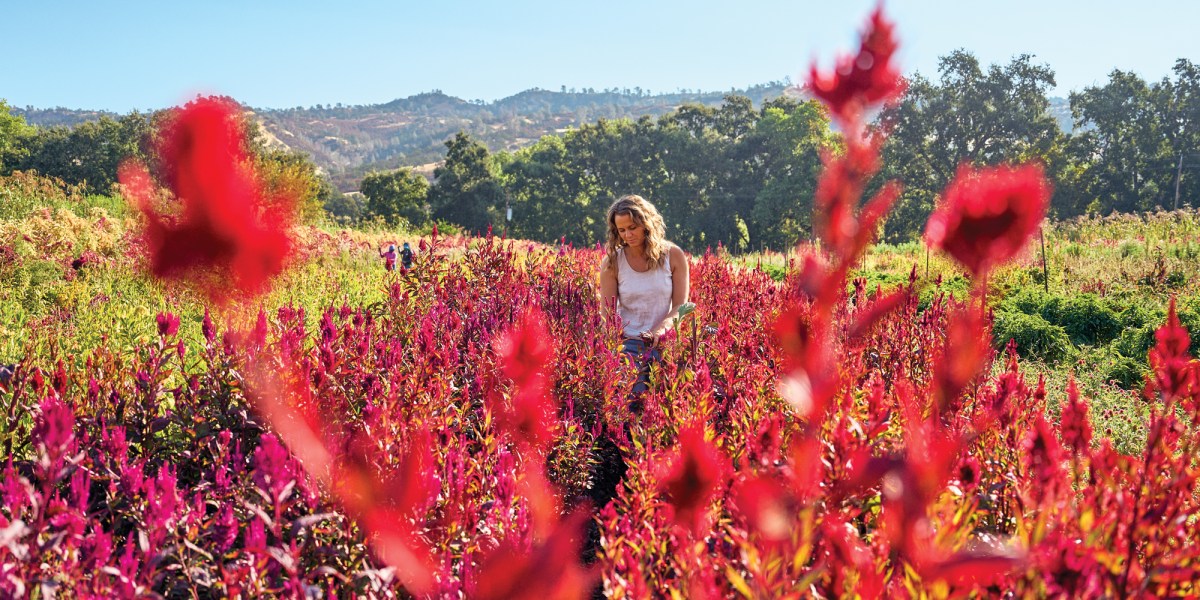 Muller Harvesting Flowers Full Belly Farm