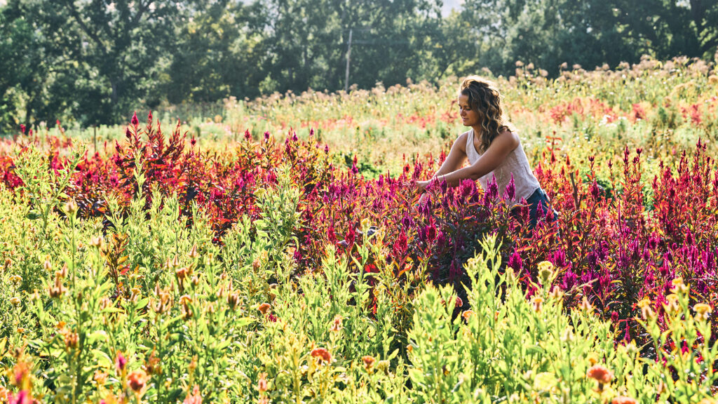 Muller Harvesting Flowers Full Belly Farm