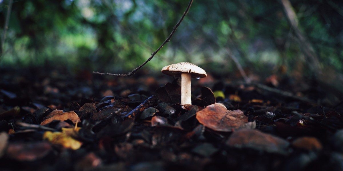 Single Mushroom Growing in Sacramento
