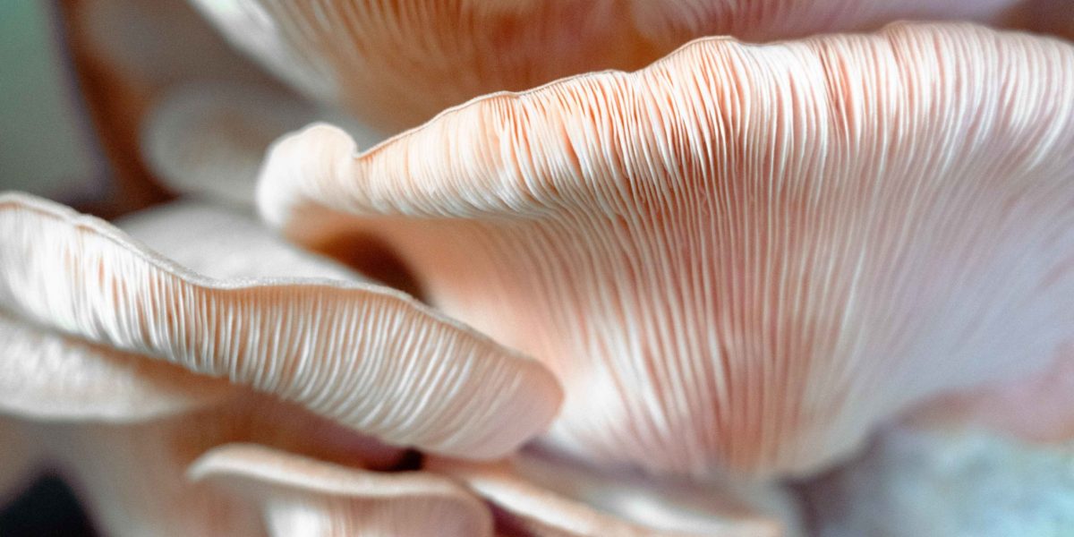 Closeup on Gills