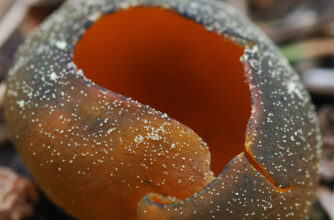 Mushroom Close-Up