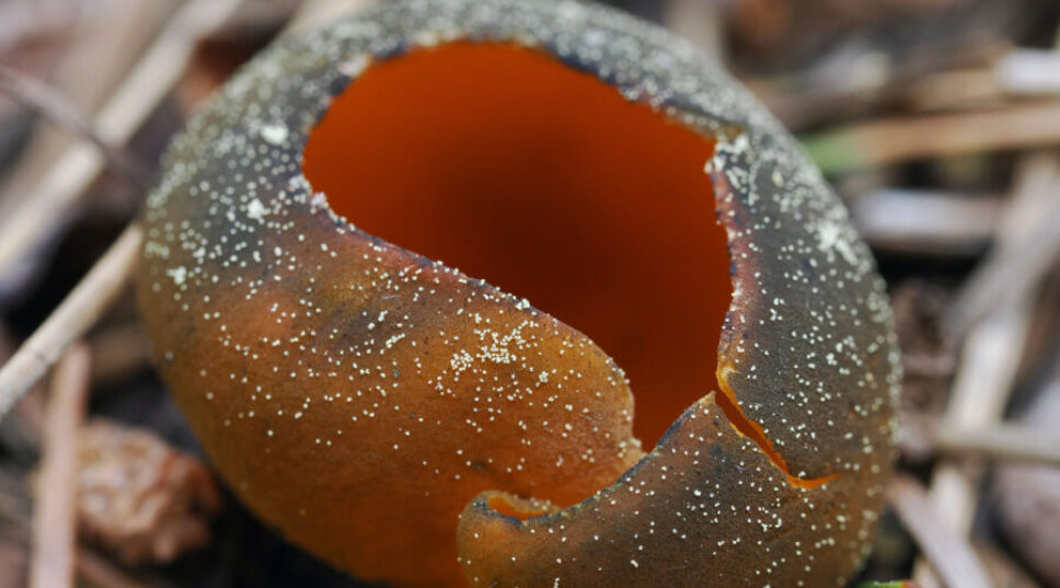 Could Mushrooms Be the Answer to Curing Toxic Soil Health Post-Wildfires?