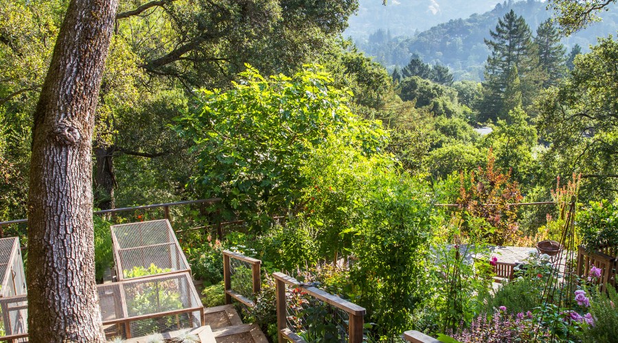 a-garden-with-a-view