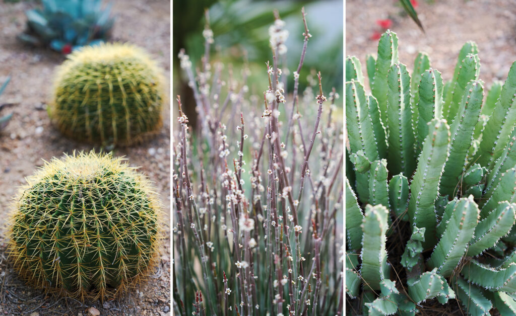 Native Plants Golden Barrel Cacti Carex Euphorbia Resinifera