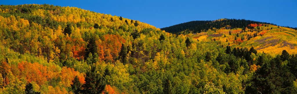 Think Fall Color Isn’t for the West? These 12 Native Trees Prove You’re Wrong