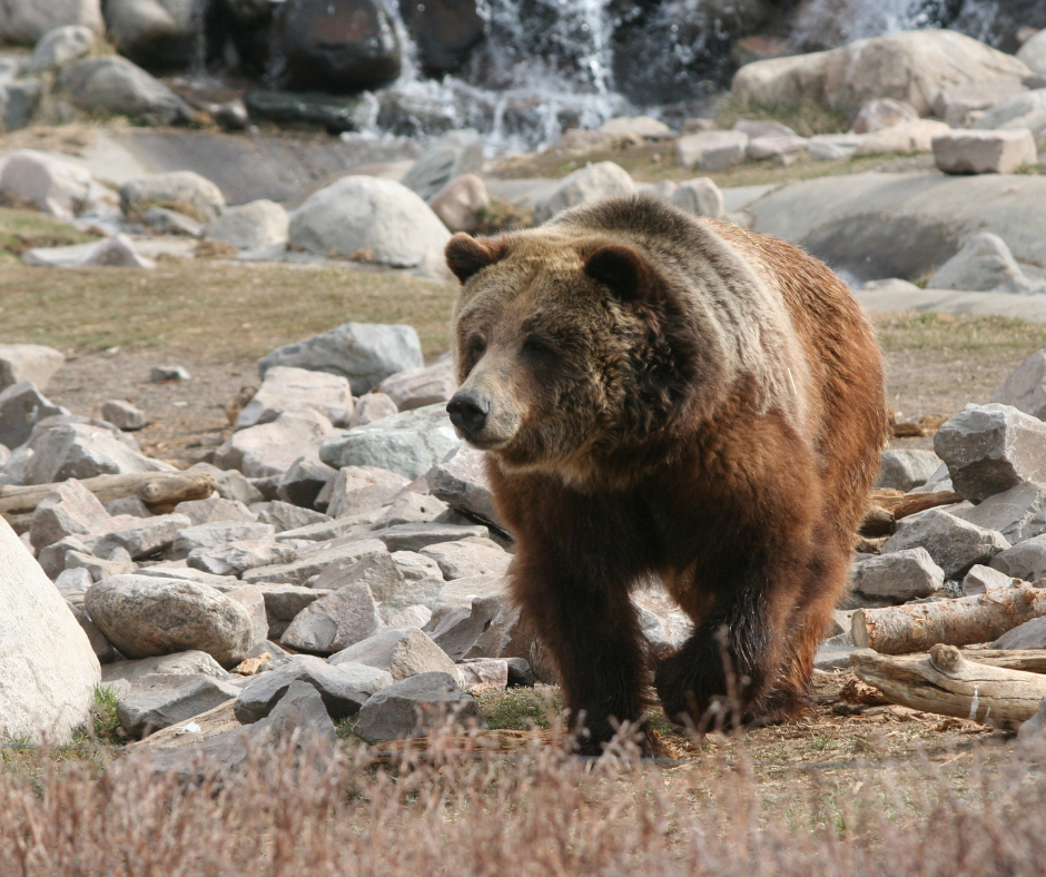 Do you have what it takes to be a Grizzly Bear Conflict Manager?