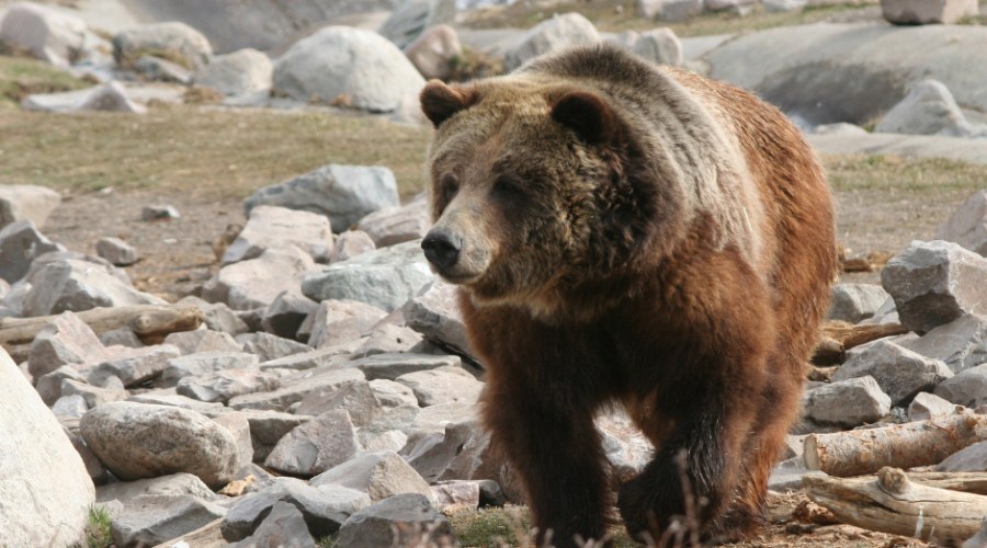 Yes, 'Grizzly Bear Conflict Manager' Is an Actual Job. And It Can Now Be Yours.