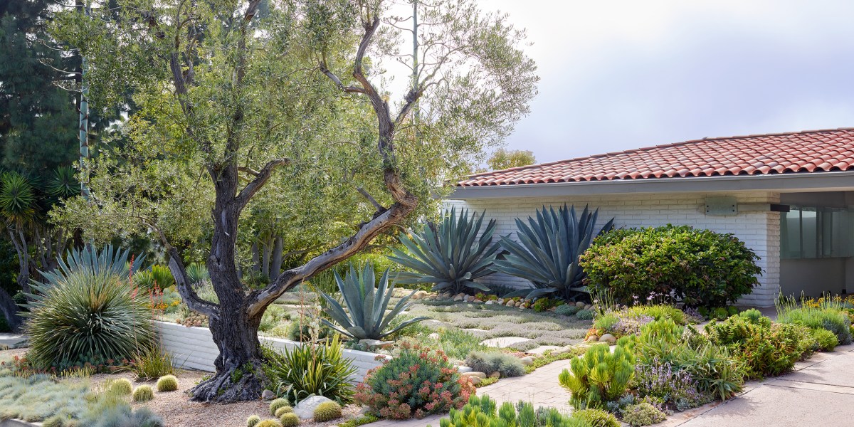 Palos Verdes dry garden front yard