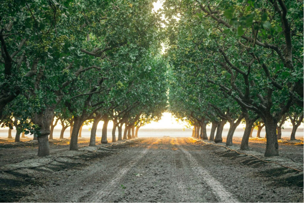 Nichols Farm Pistachio Grove