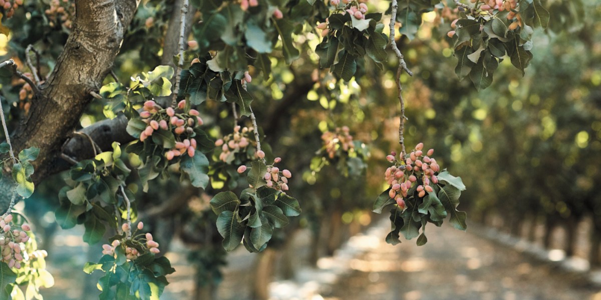 Nichols Farm Pistachios on Tree