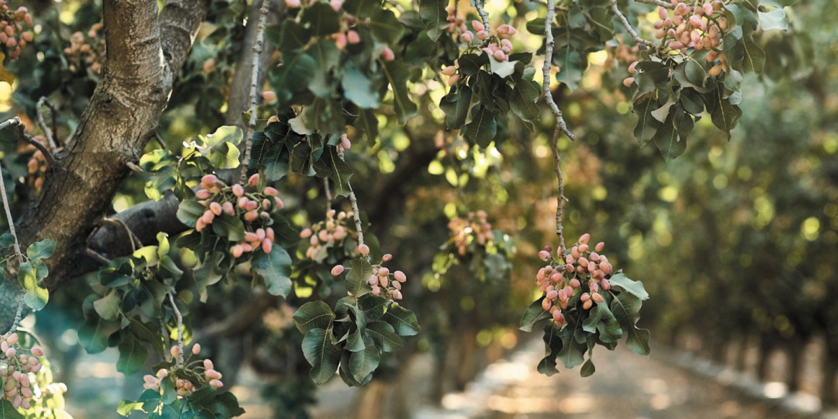 Nichols Farm Pistachios on Tree
