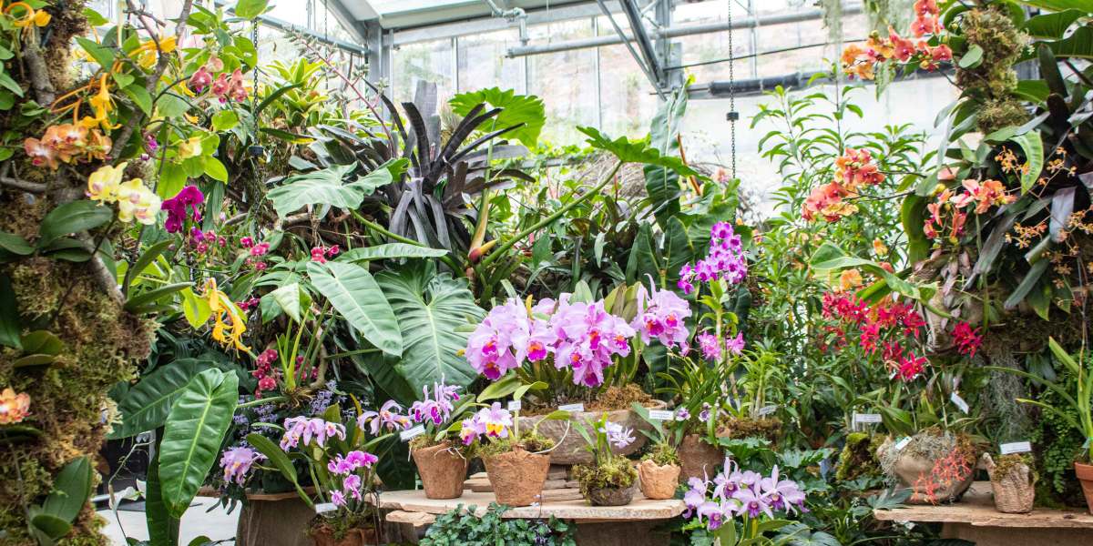 World of Orchids