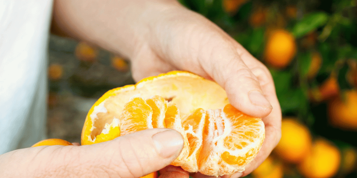 Ojai Pixie Tangerine