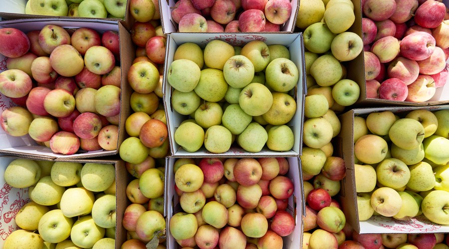 Here's How to Have the Most Fun Apple Picking in California This Fall