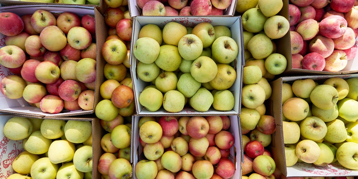 Here’s How to Have the Most Fun Apple Picking in California This Fall