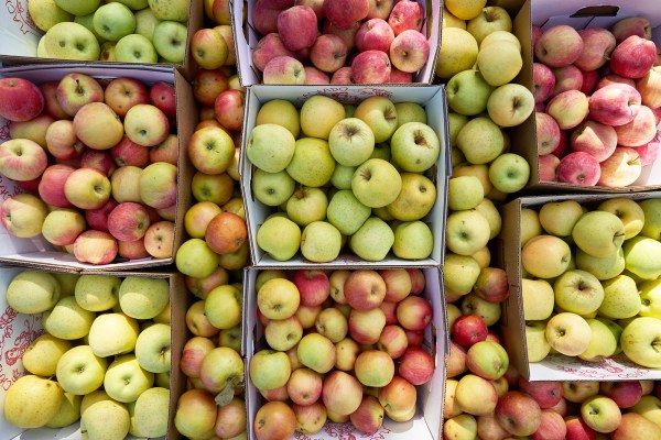 Here’s How to Have the Most Fun Apple Picking in California This Fall