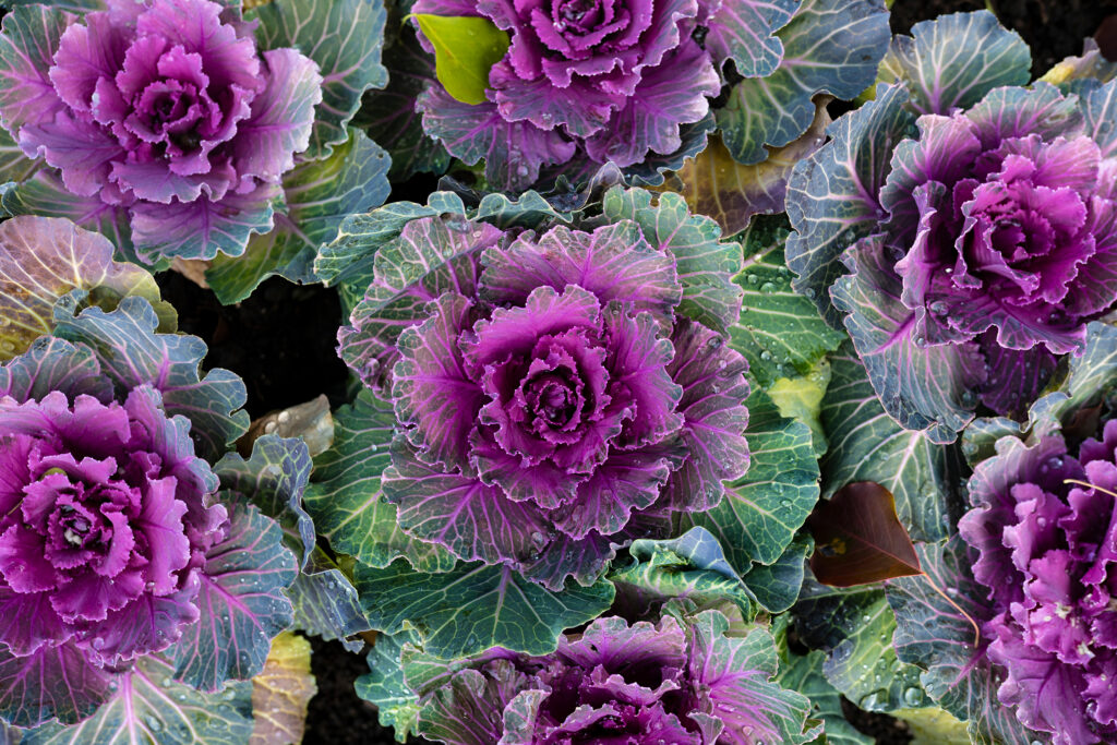 Ornamental Kale Cabbage