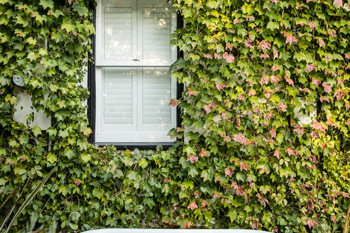 Grow the Perfect Backdrop