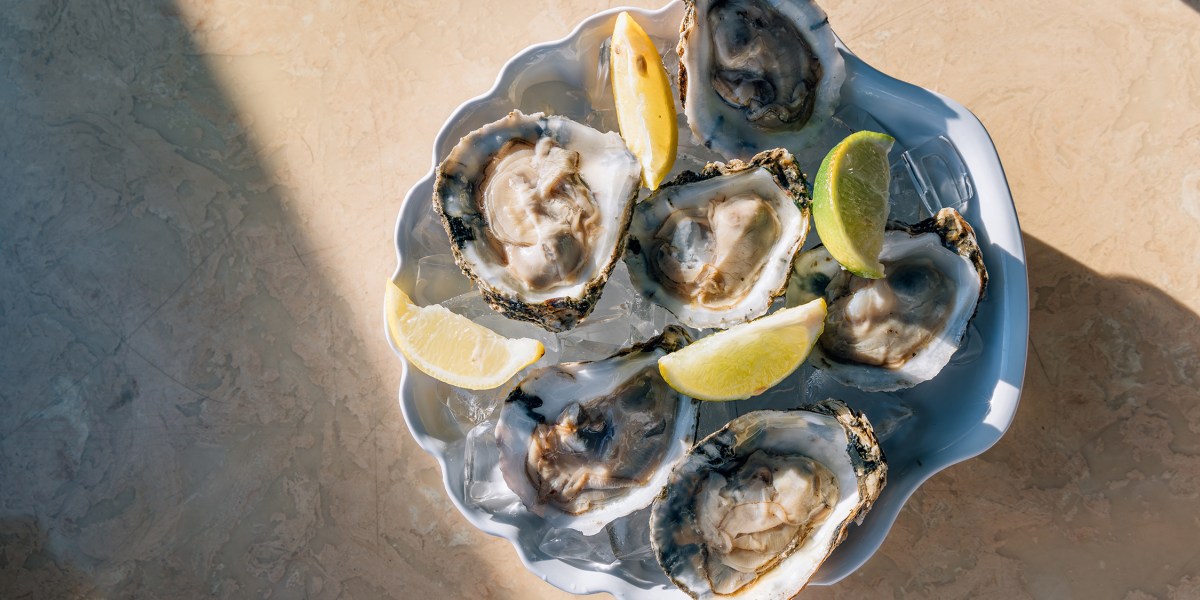 Oysters