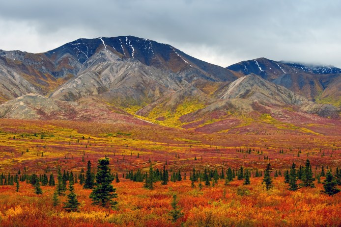 Denali National Park foliage against the mountains
