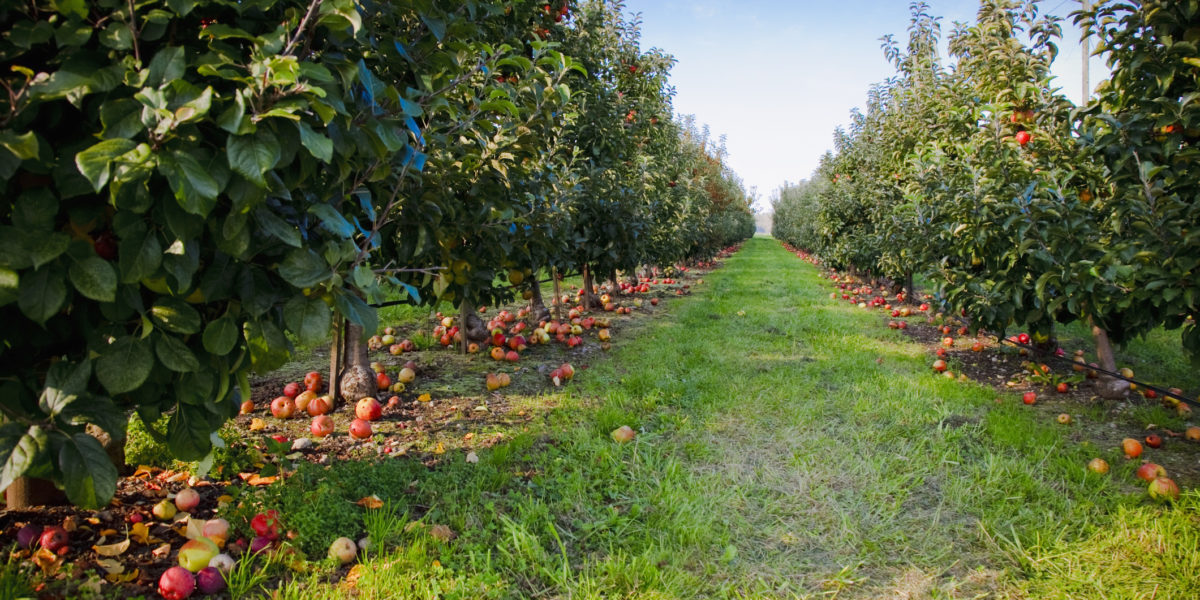 The Best Apple Picking Orchards In The West For Fall U Pick