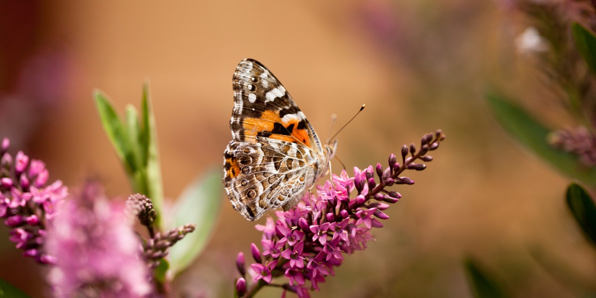 Painted Lady Butterfly on Flower