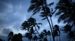 Palm Trees in Storm