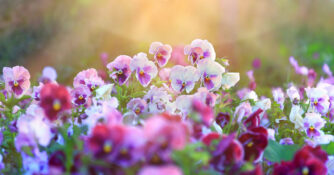 Pansy Pansies in Field