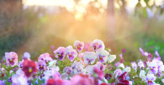 Pansy Pansies in Field