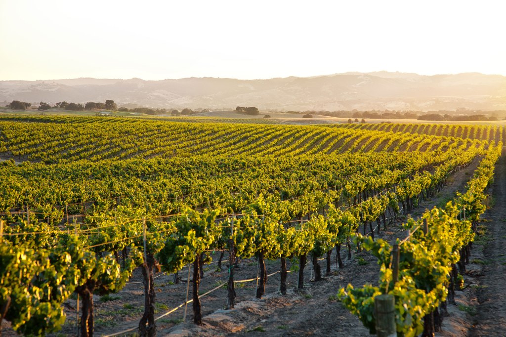This California Wine Region Is the Underrated Hidden Gem You Need to Visit