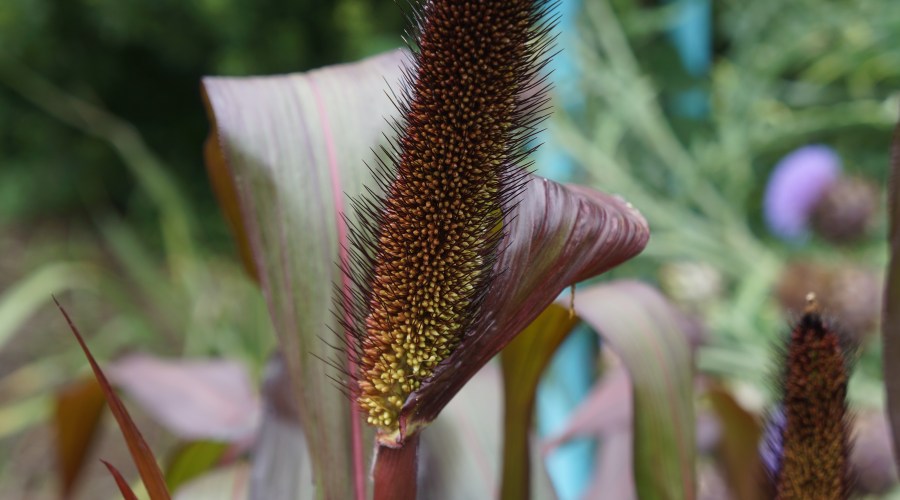 millet-purple-majesty-pennisetum-glaucum-purple-majesty
