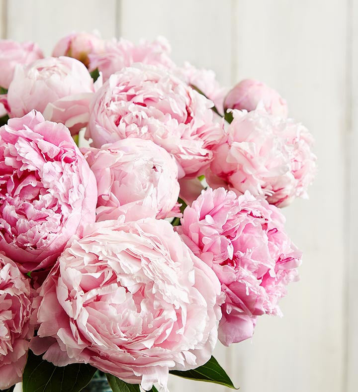 The 2024 Flower Of The Year Is The Beautiful And Rare Peony   Peony 1800flowers 