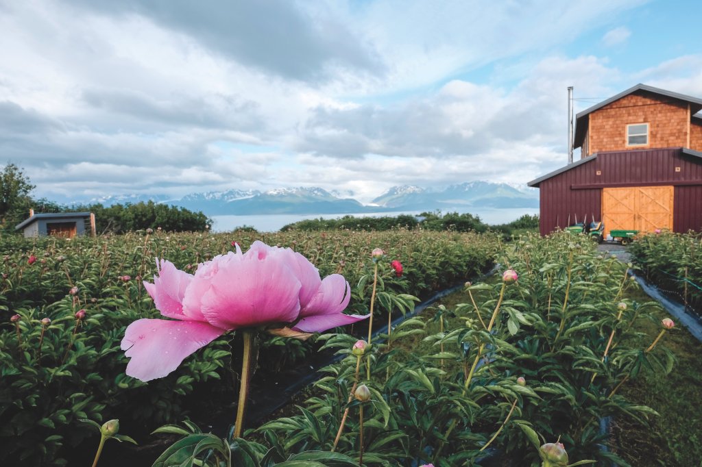 Annuals and Perennials: Answers to All Your Questions