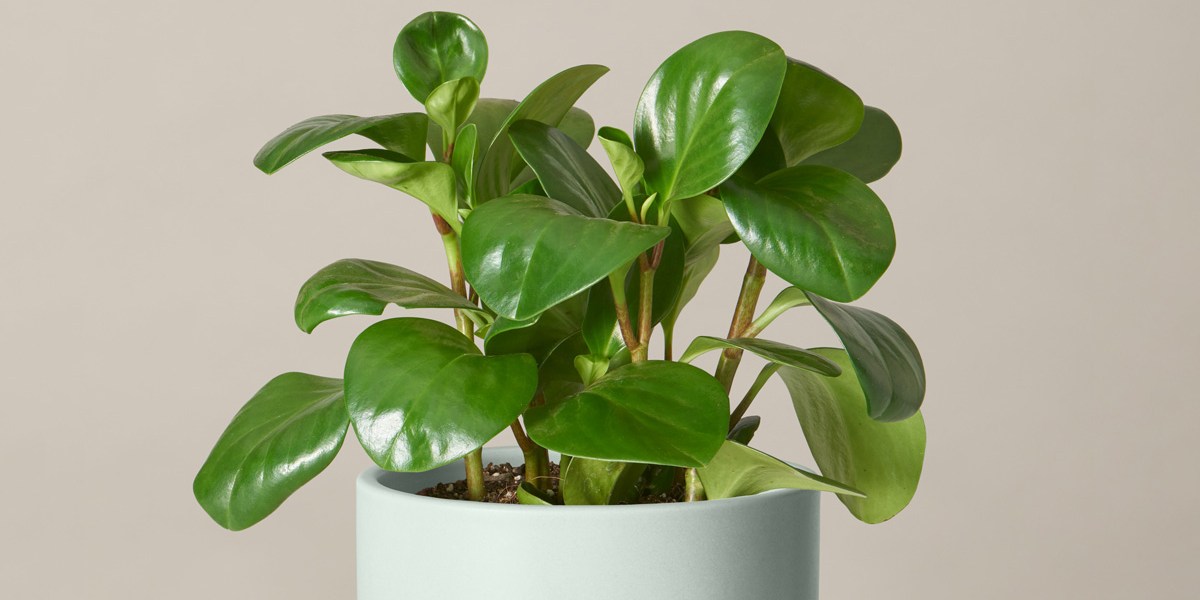 peperomia in light blue pot on table
