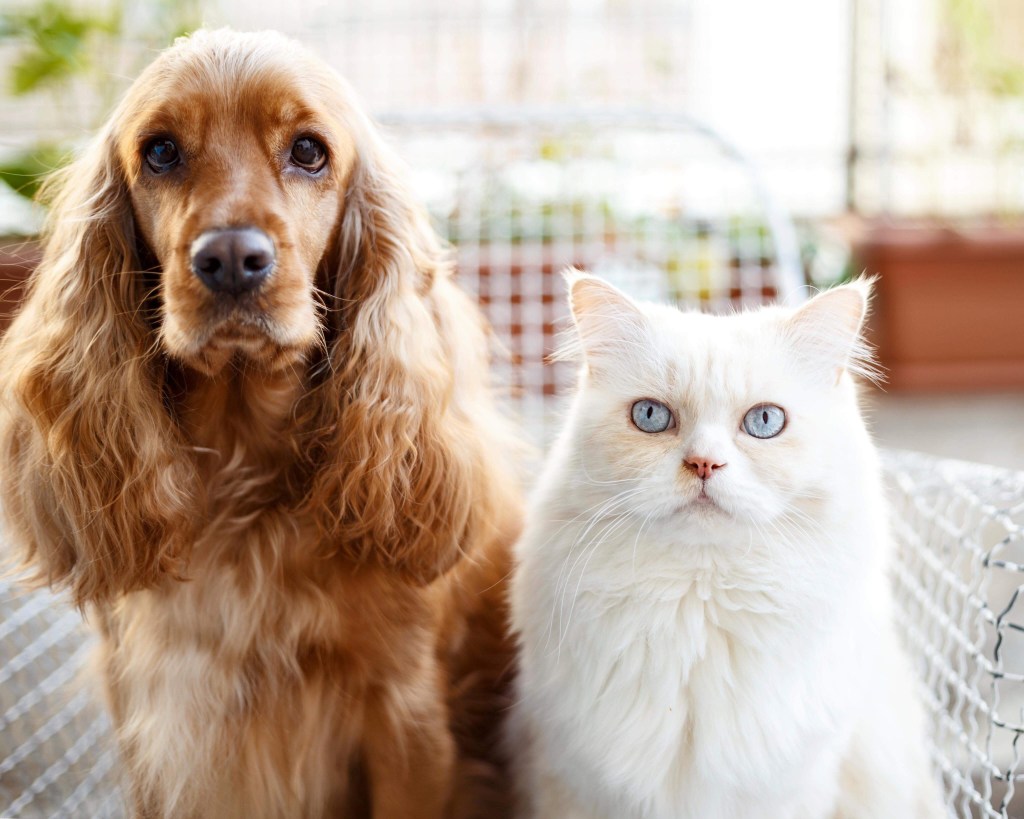 Out, Spot! How to Clean Up Pet Stains and Odors